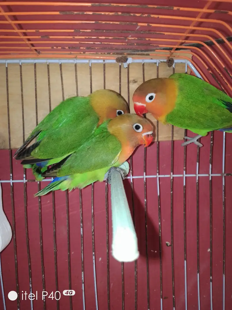 Beautiful Green Peach-Faced Lovebirds Pair – 2 Months Old — photo 7
