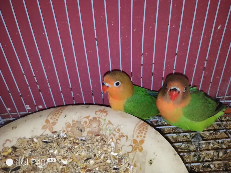 Beautiful Green Peach-Faced Lovebirds Pair – 2 Months Old — photo 8