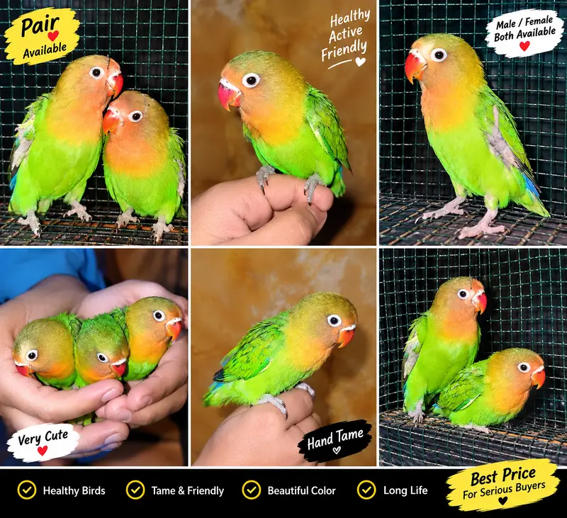 Beautiful Green Peach-Faced Lovebirds Pair – 2 Months Old — photo 9