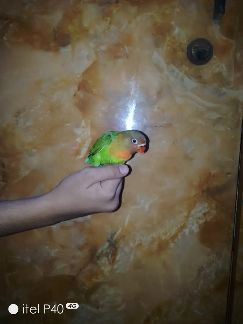 Beautiful Green Peach-Faced Lovebirds Pair – 2 Months Old — photo 10