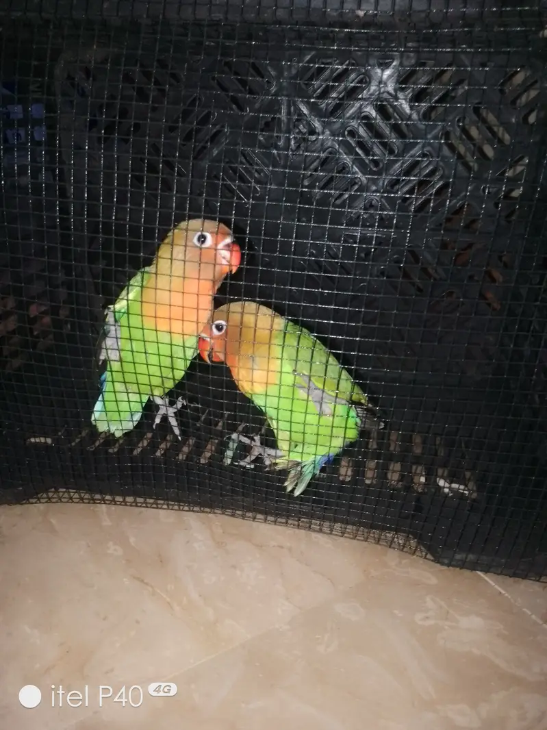Beautiful Green Peach-Faced Lovebirds Pair – 2 Months Old — photo 11