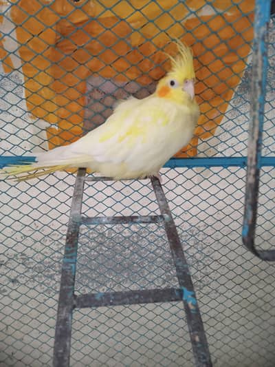 female cocktail for sale