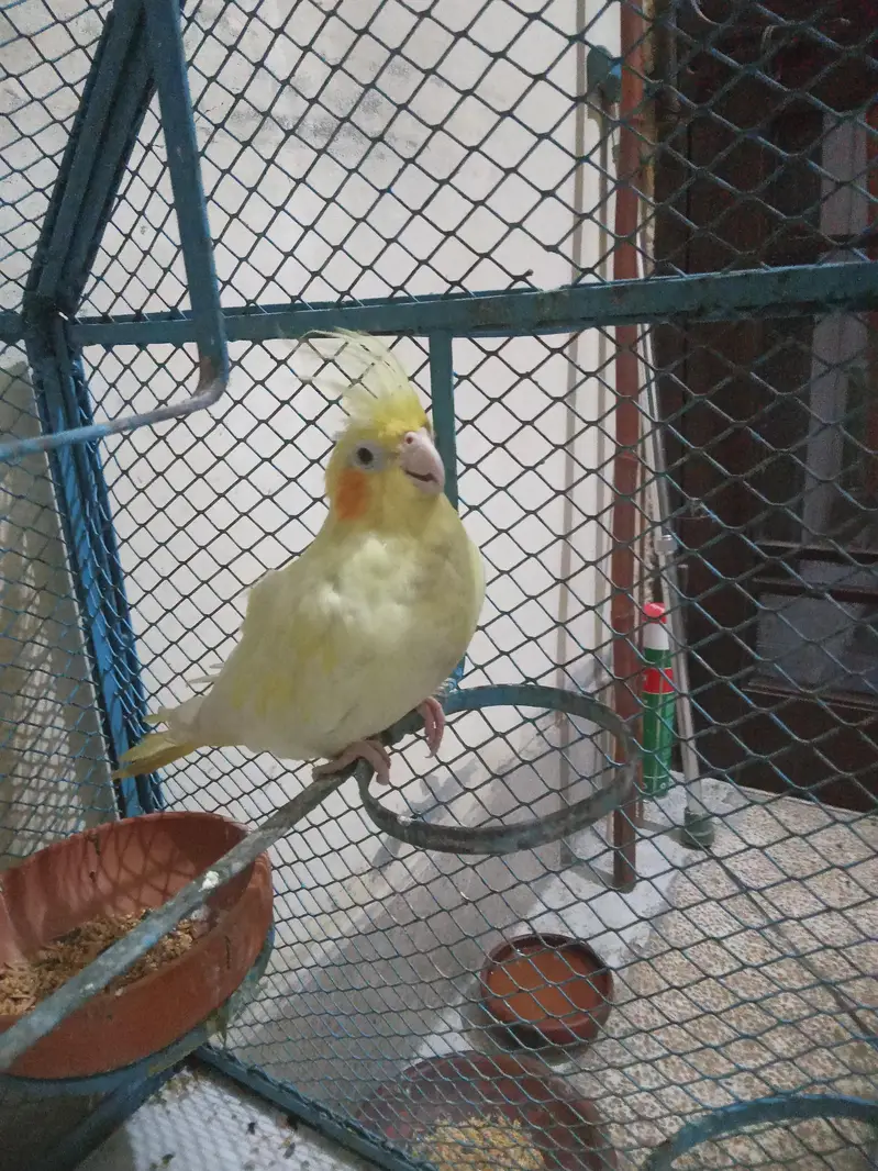 female cocktail for sale — photo 2