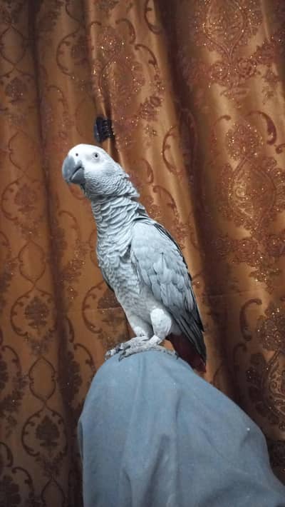 african grey congo 6 years age