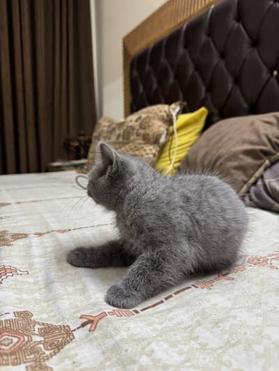 British female Kitten