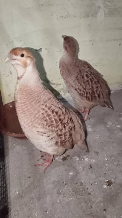 Irani teetar breaded pair