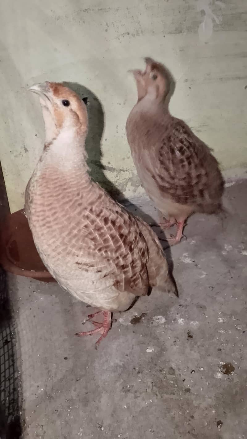 Irani teetar breaded pair 1