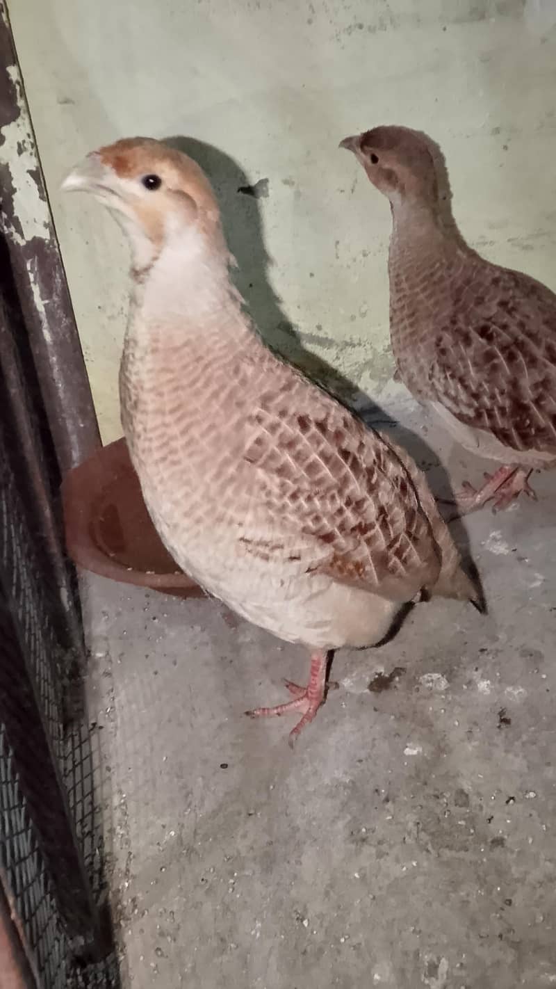 Irani teetar breaded pair 4