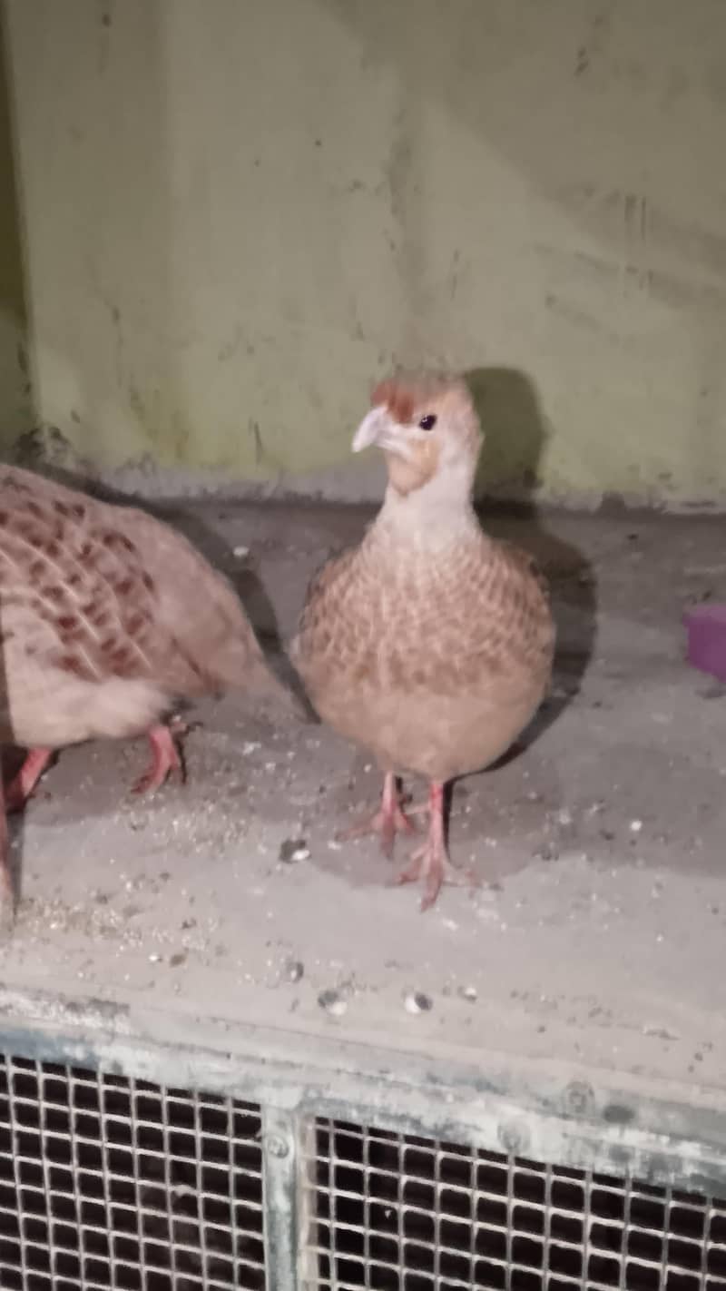 Irani teetar breaded pair 8