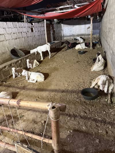 Female Goat For sale