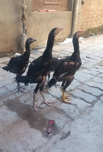 Aseel thai pathy male female for sale