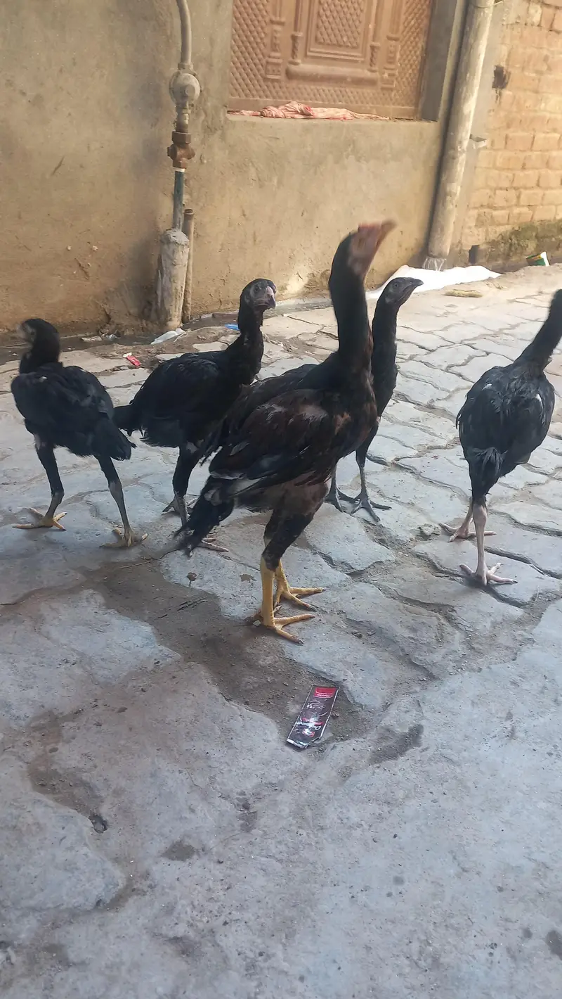 Aseel thai pathy male female for sale — photo 3
