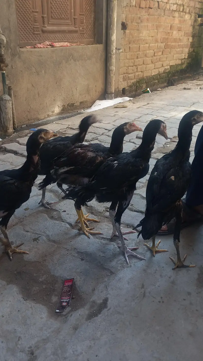 Aseel thai pathy male female for sale — photo 9