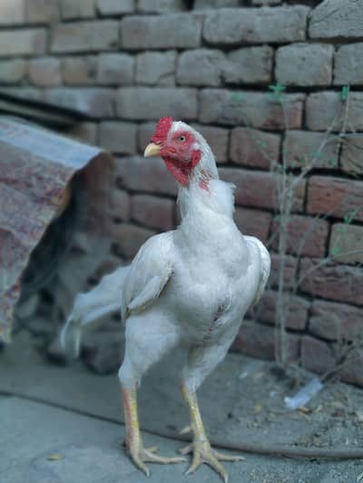 Heera aseel AK ankh sy kana ha Breeder