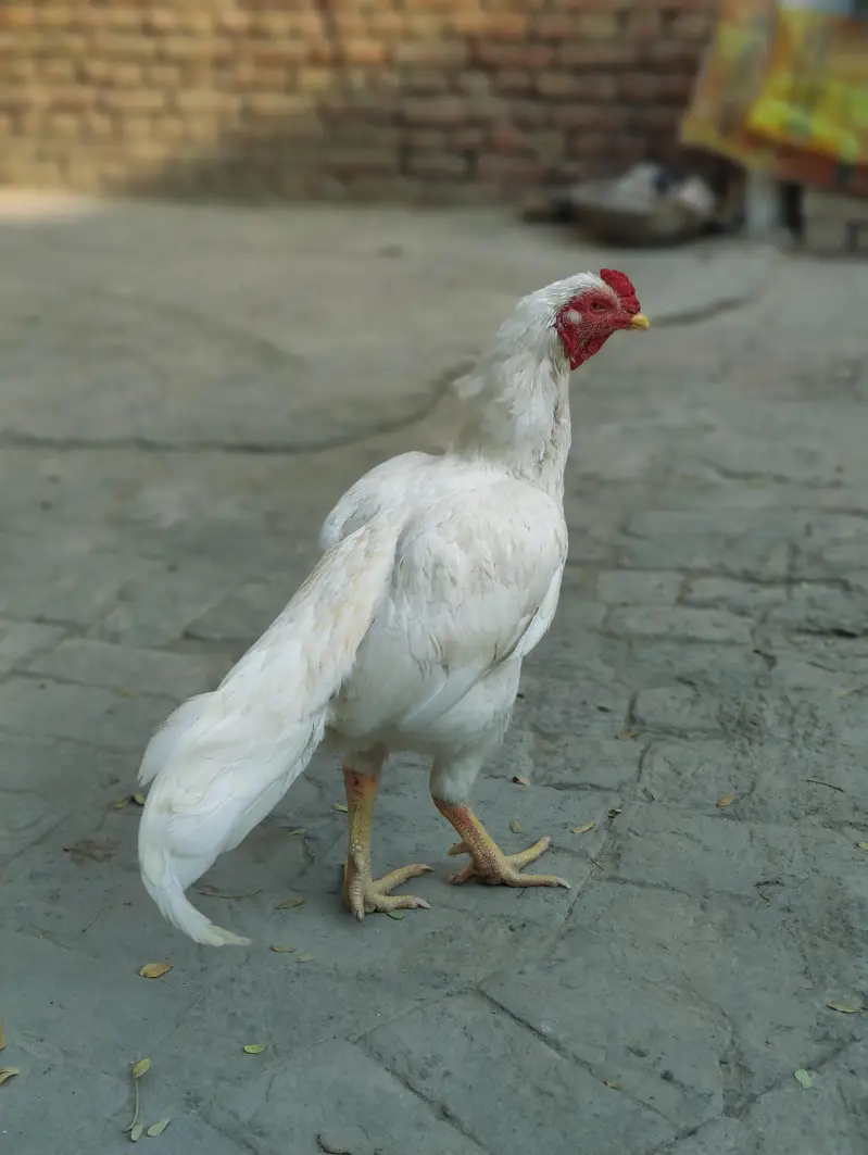Heera aseel AK ankh sy kana ha Breeder — photo 2