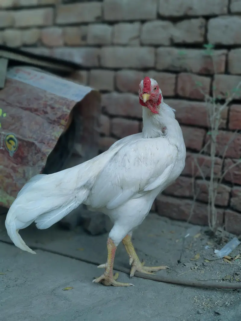 Heera aseel AK ankh sy kana ha Breeder — photo 3