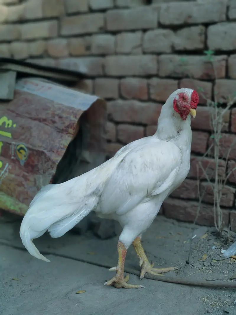 Heera aseel AK ankh sy kana ha Breeder — photo 4
