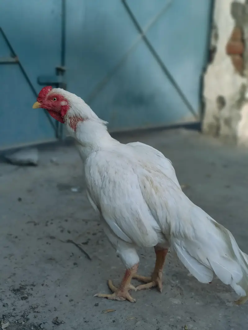 Heera aseel AK ankh sy kana ha Breeder — photo 5