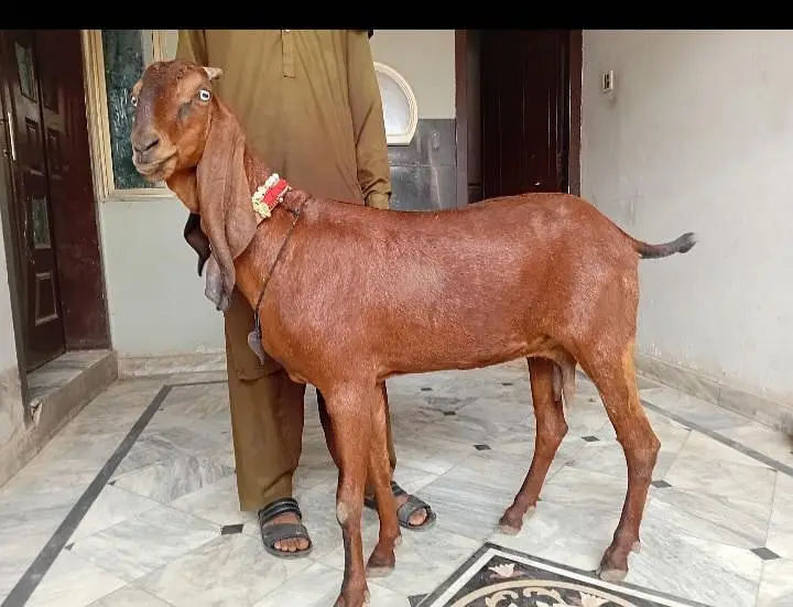 Nagri bakri for sale — photo 2