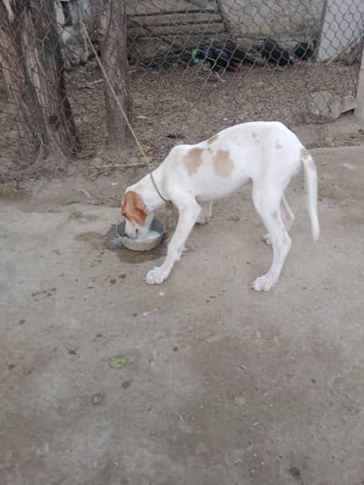 p0interfemale for sall what app 03175999754