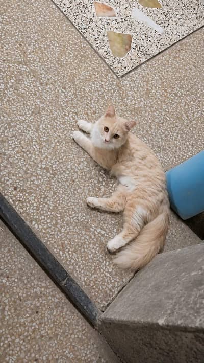 Beautiful 1-Year-Old Cat for Sale – Healthy & Cute
