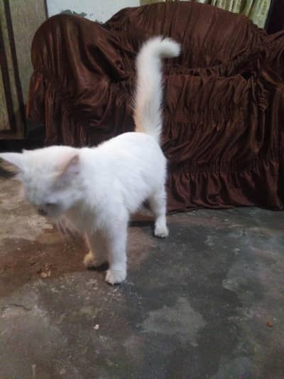 persion cat