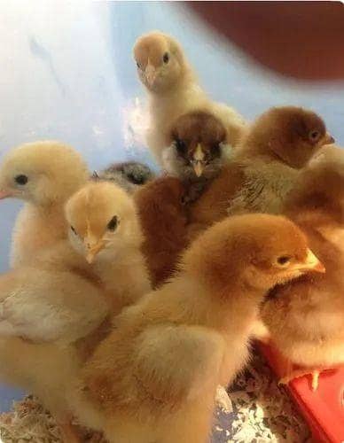 one day old RIR chicks