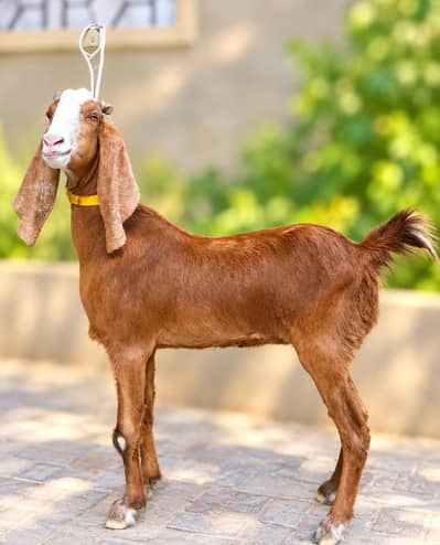 lal ablak kamori pink nose path