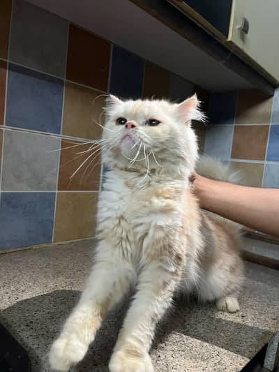 Persian cat