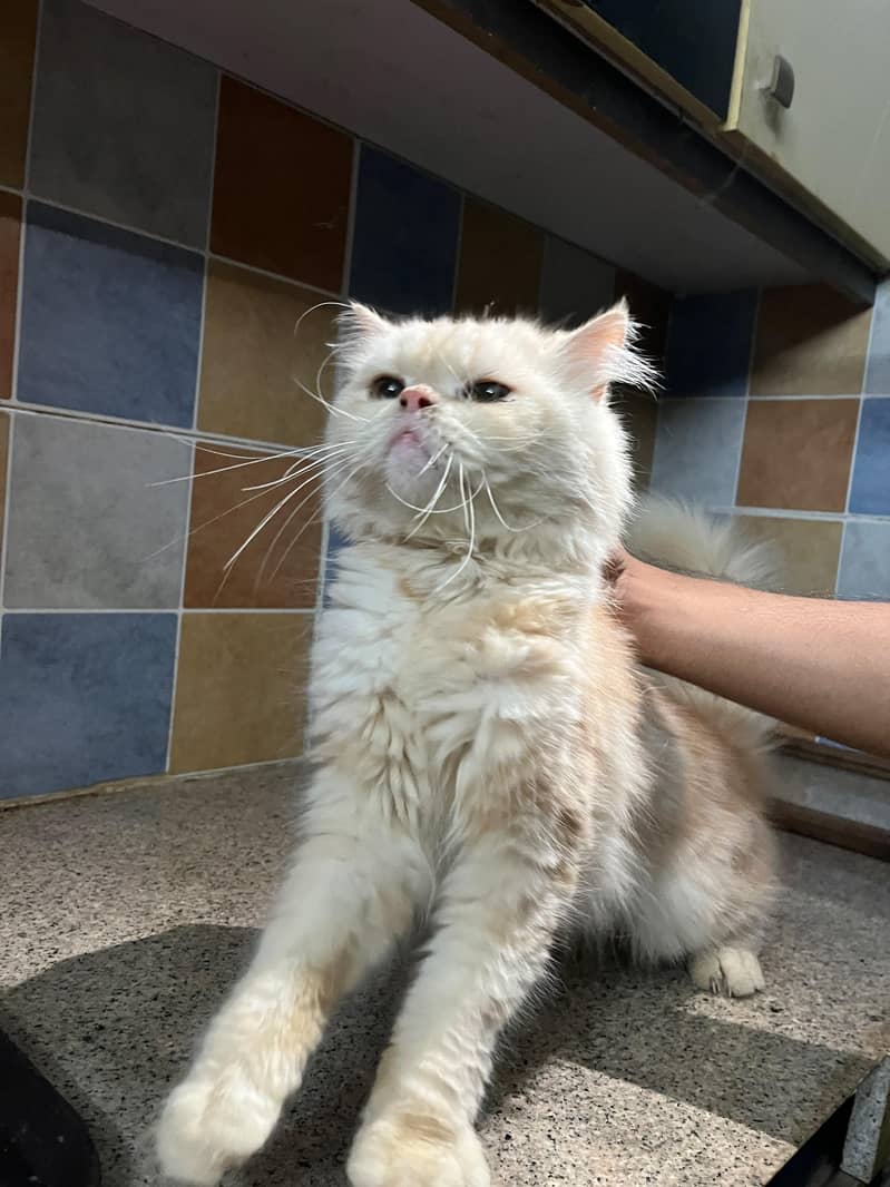 Persian cat 0