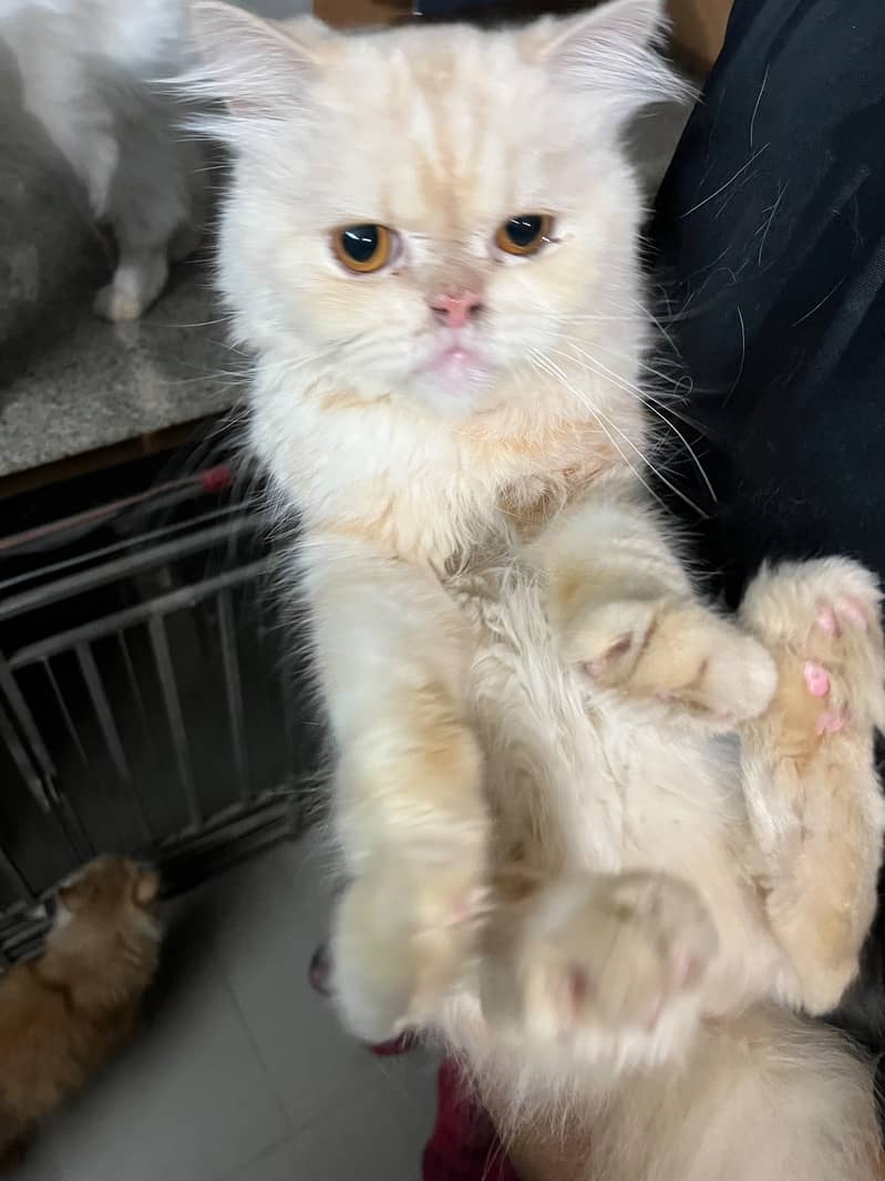 Persian cat 1