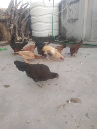 dese margin for sale Ghar ke