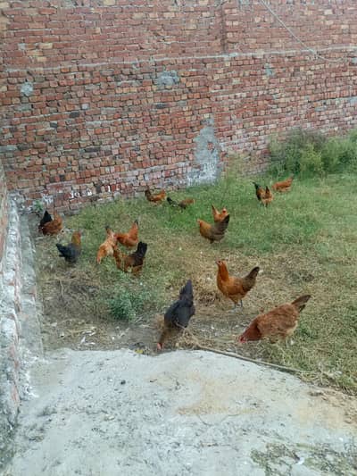 desi mugiyan home feed