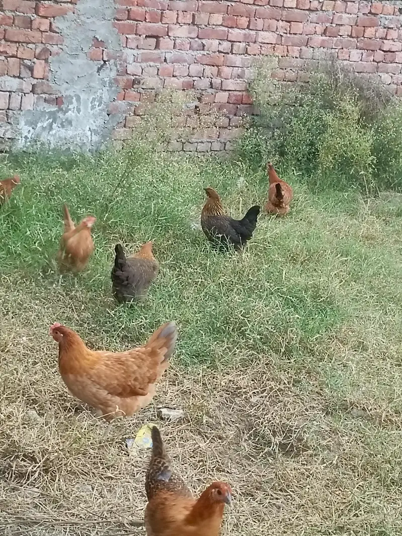 desi mugiyan home feed — photo 2