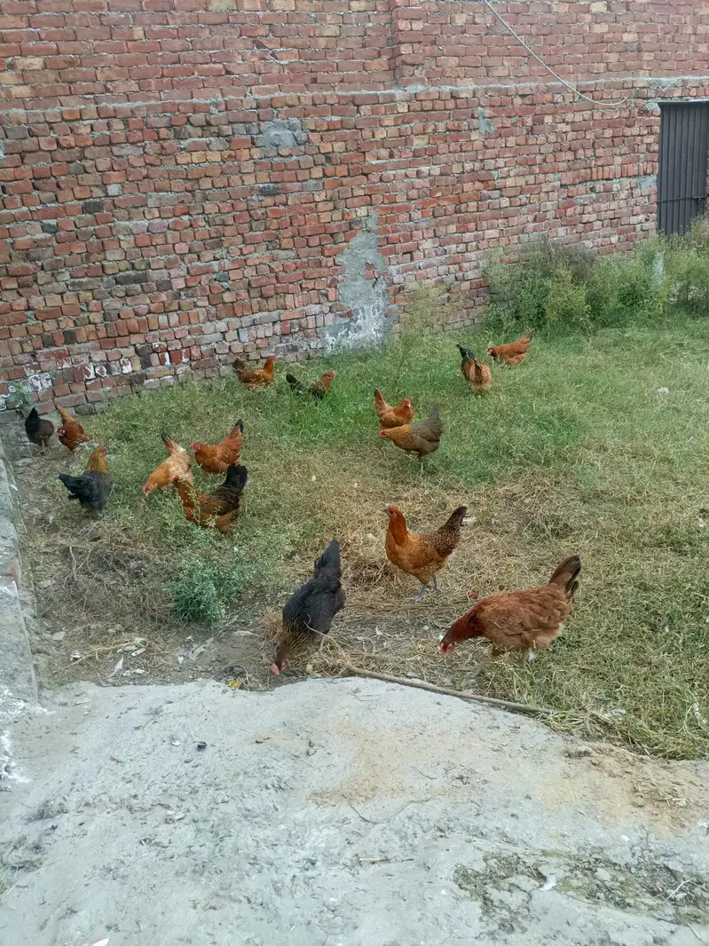 desi mugiyan home feed — photo 3