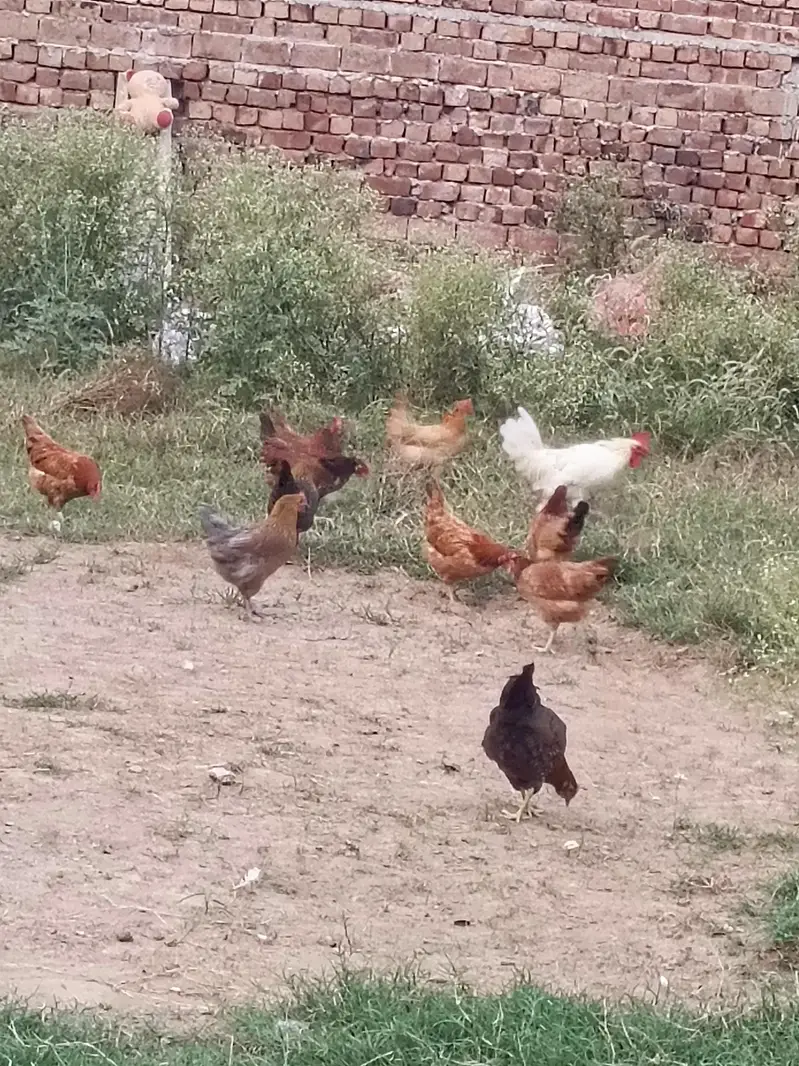 desi mugiyan home feed — photo 4