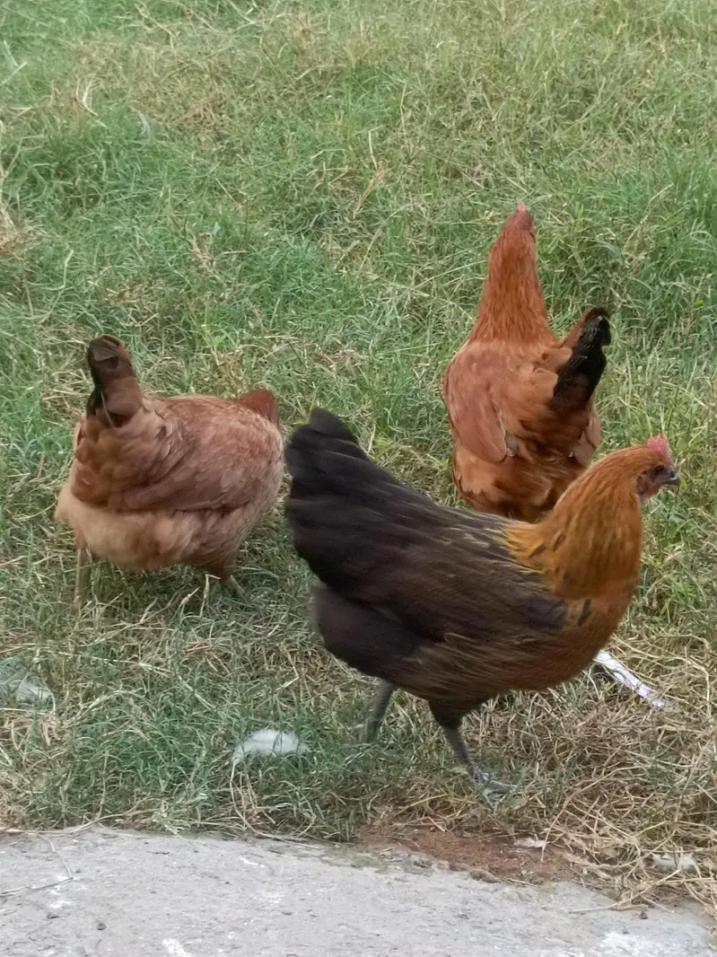 desi mugiyan home feed — photo 5