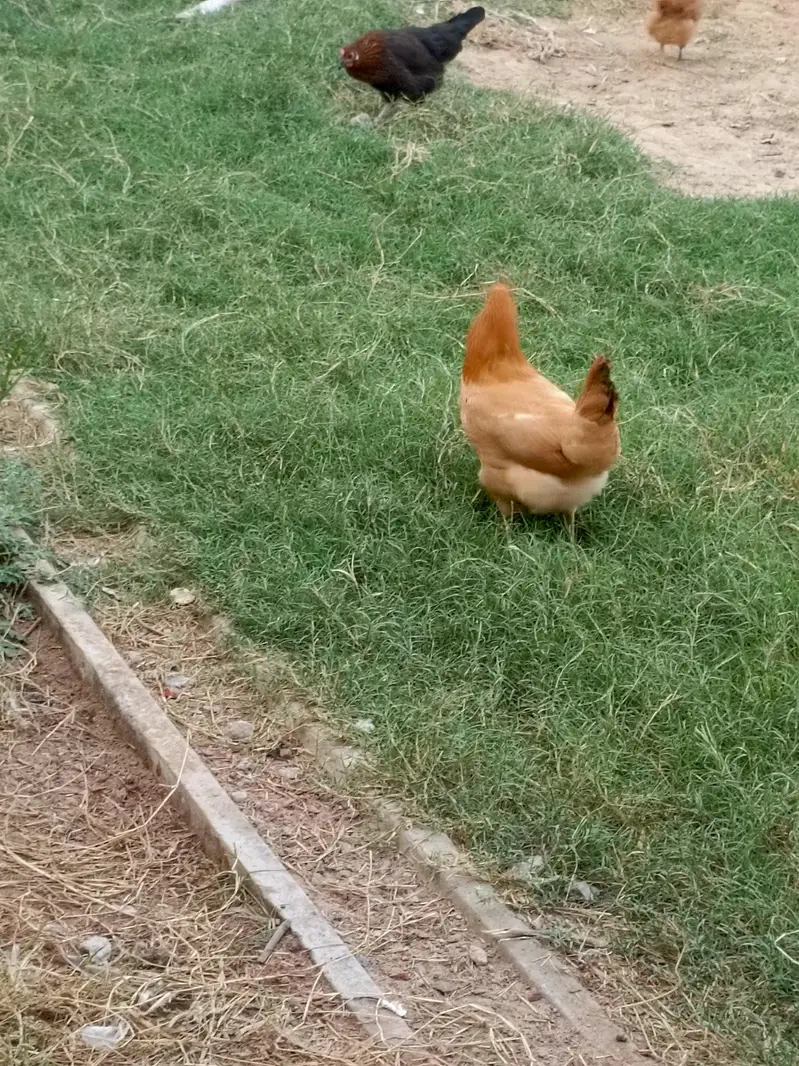 desi mugiyan home feed — photo 6