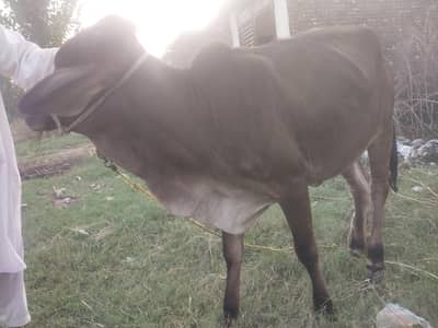 ساہیوال مکس وچھی