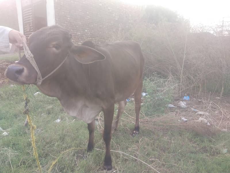 ساہیوال مکس وچھی 1