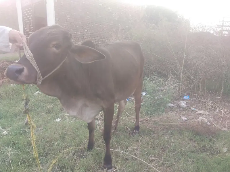 ساہیوال مکس وچھی — photo 2