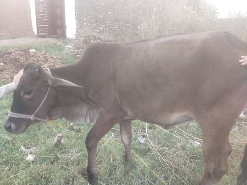 ساہیوال مکس وچھی 2