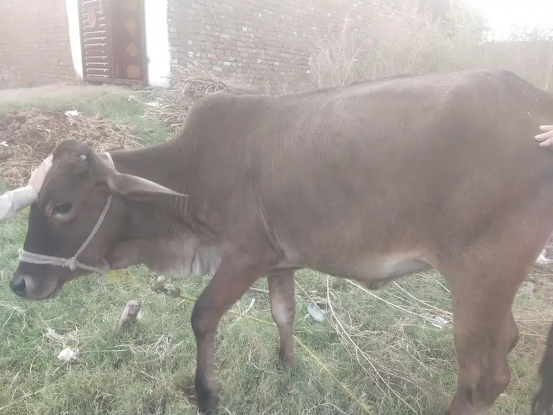 ساہیوال مکس وچھی — photo 3