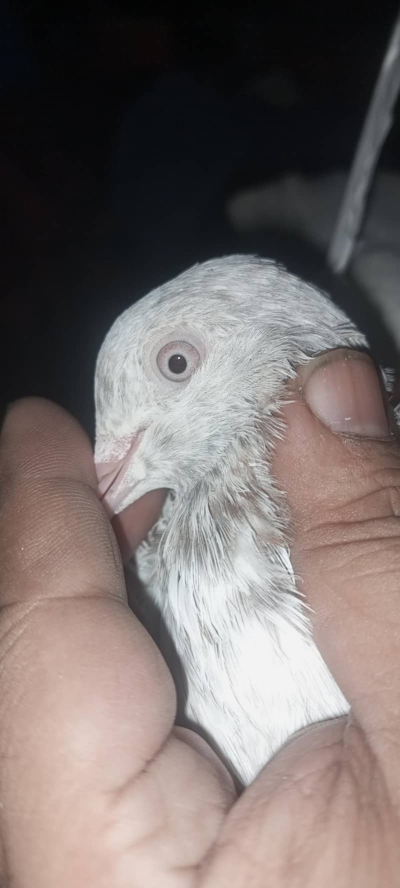 Billa 1