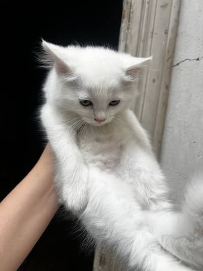 Persian kitten for sale