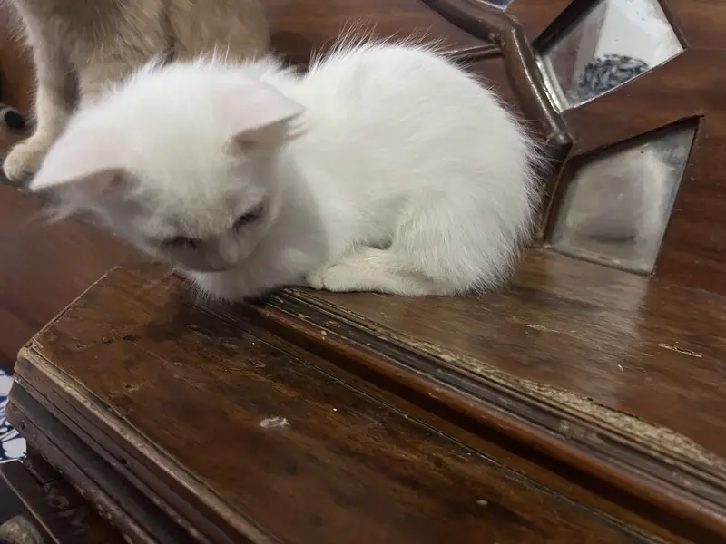 Persian kitten for sale — photo 2