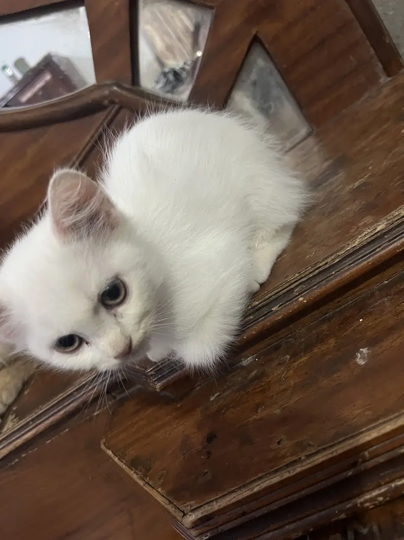 Persian kitten for sale — photo 3