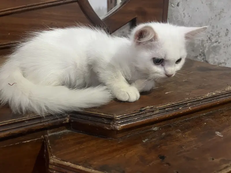 Persian kitten for sale — photo 4