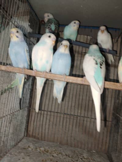 Budgies Phatty for sale