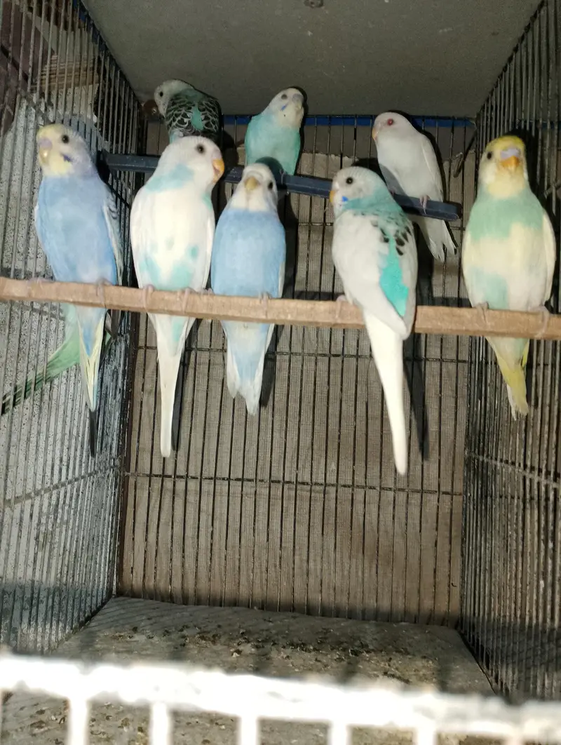 Budgies Phatty for sale — photo 2
